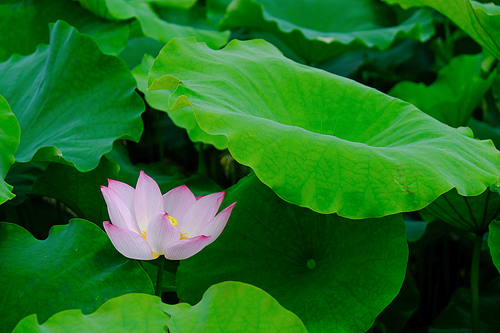 Leisure, pass the new Xinkai Lakehu District, a large lotus field, looking at a green folder with a blossoming lotus flower; strolling in the lotus pond small dirt road, Lotus in the first bloom, Yan Yan, the gentle breeze blowing, the fragrance of the lotus flowers, so refreshing. A photo was taken on May 21, 2017, in Xinxi, Longhu District, Shantou City.