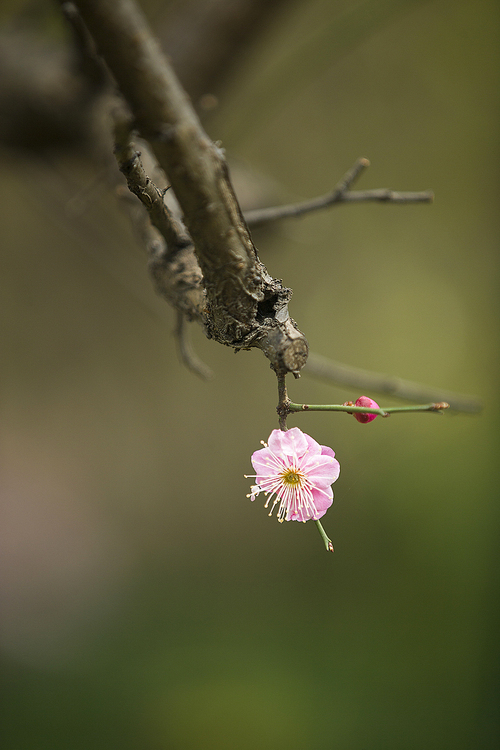 Plum,flower,Flowers,tree,Leaf,plant,outdoors,Insect,The garden,motoshi,The park,grain crops,branch,Delicate,summertime,close-up,freedom degree,bud,Daylight,focus