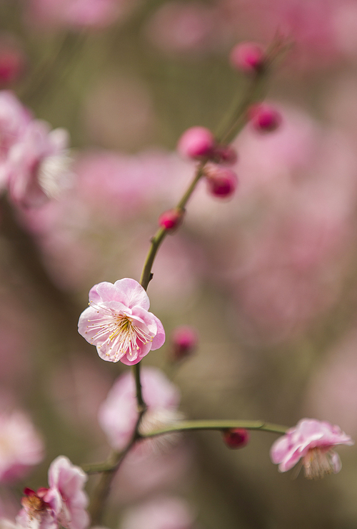 Plum,flower,Flowers,plant,The garden,branch,No one,grain crops,tree,blossoming,petal,summertime,Leaf,freedom degree,bud,Delicate,outdoors,peach,motoshi,color