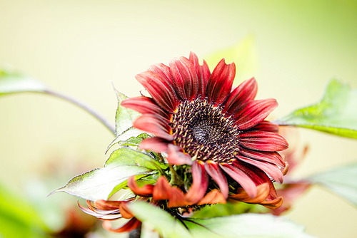 colorful sunflowers