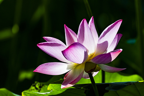 Lotus season, how can there be no lotus flowers?