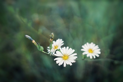 humanities,flower,color,summertime,plant,The garden,Leaf,outdoors,Comfortable weather,bright,grain crops,petal,lawn,It's a flower,The hay place,blossoming,fen,chamomile,The sun.