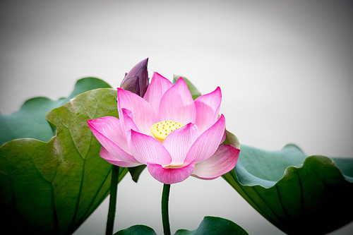 The lotus,scenery,color,Nature,Beautiful,summertime,blossoming,No one,The garden,petal,It's a flower,bright,lotus flower,Tropical,close-up,casing,It's a plant,backstage,foreign.