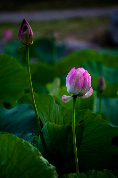 flower,scenery,Leaf,Nature,plant,summertime,pond,The garden,blossoming,lilies,petal,Beautiful,Divine,The park,Aquatic plants,It's a flower,No one,Saturated,- Peace,It's a plant.