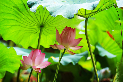 There are no lotus leaves, we can only start small. Early in the morning of August 6, 2017, I went to the lotus pond in the park near my home and took some pictures of lotus flowers. If you don't shoot, the lotuses will fade.