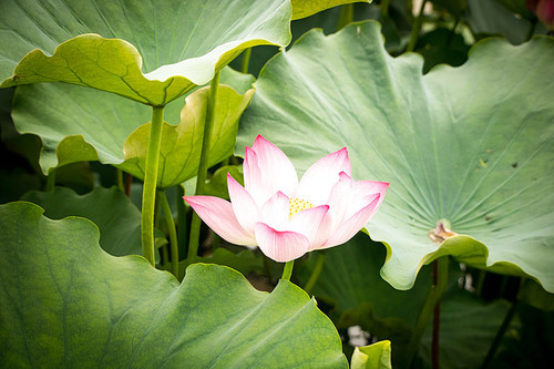 The lotus,scenery,color,lotus flower,summertime,lilies,The garden,pond,Tropical,Beautiful,Flower,Aquatic plants,It's a plant,close-up, Environment,Saturated,blossoming,foreign,- Peace,The park.