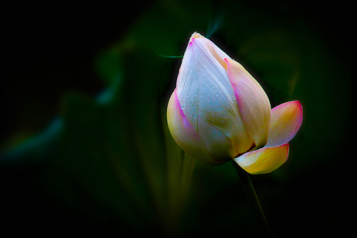 flower,still life,plant,Leaf,color,No one,The garden,Tulips,Beautiful,bright,summertime,petal,backstage,close-up,It's a flower,blossoming,lotus flower,The park,season,light