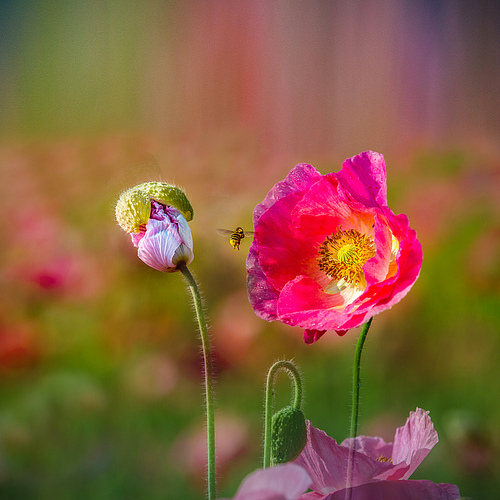 Flower,Nature,plant,summertime,It's a flower,fen,Leaf,No one,petal,blossoming,bright,The garden,poppy,color,grain crops,wild,Comfortable weather,The hay place,close-up,outdoors