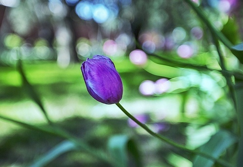 ,flower,canon,color,Toothbug, look at the screen. You're on,No one,summertime,bright,Beautiful,season,motoshi,outdoors,close-up,backstage,It's a flower,easter,light,The park,grain crops