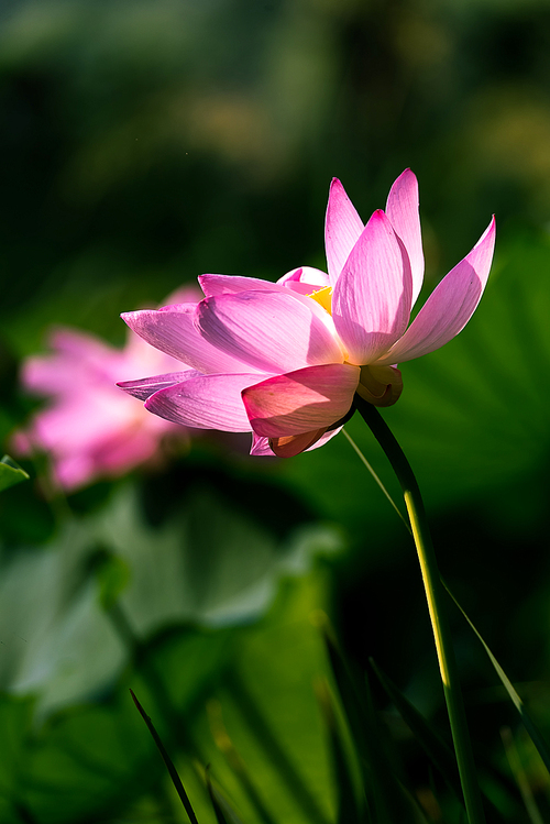 Of course,The lotus,nikon,color,summertime,lotus flower,The garden,blossoming,Tropical,No one,pond,petal,Beautiful,lilies,The park,close-up,It's a flower,foreign,bright