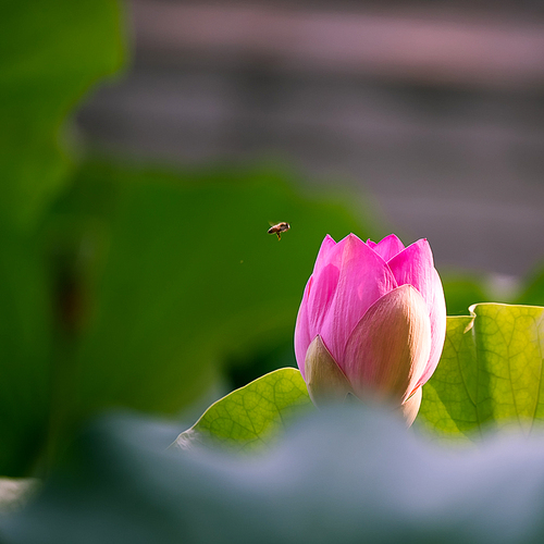 Of course,The lotus,nikon,color,The garden,plant,summertime,lilies,The park,pond,blossoming,petal,No one,Beautiful,It's a flower,close-up,Zen,Tropical,foreign.
