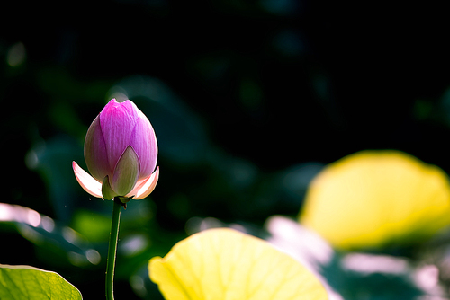 Of course,The lotus,nikon,color,summertime,plant,The garden,bright,outdoors,grain crops,Comfortable weather,petal,motoshi,The sun,Delicate,The park,blossoming,Tulips,Tropical.