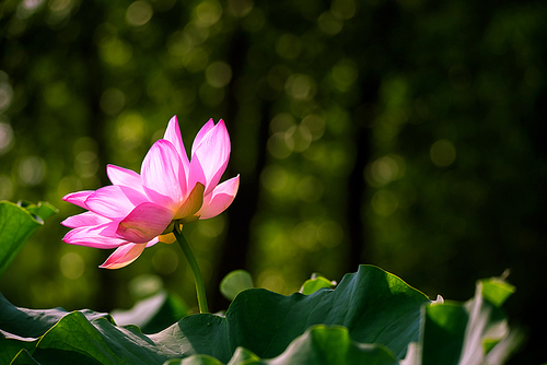 Of course,The lotus,nikon,color,summertime,The garden,blossoming,No one,Tropical,It's a flower,petal,lotus flower,Beautiful,close-up,bright,The park,lilies,grain crops,It's a plant.