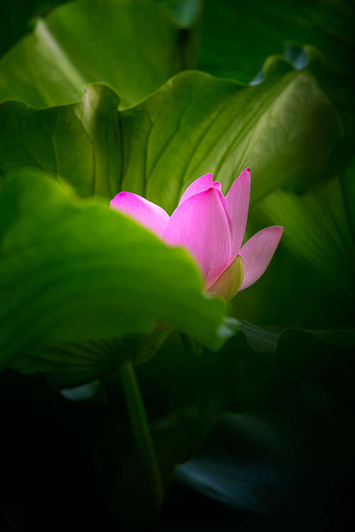 Of course,The lotus,nikon,color,The garden,No one,lotus flower,Beautiful,lilies,summertime,petal,blossoming,It's a flower,Tropical,close-up,bright,backstage,foreign,It's a plant.