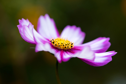 light and shadow,plant,Of course,nikon,color,possum,gooseberry,The garden,petal,blossoming,wild,It's a flower,grain crops,close-up,pollen,Beautiful,lawn,motoshi,Delicate.