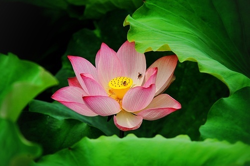 The lotus,scenery,Scenery,color,lotus flower,summertime,The garden,lilies,blossoming,Tropical,pond,Aquatic plants,It's a plant,petal,Beautiful,close-up,It's a flower,foreign,Divine.