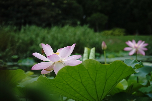 The flowers will be opened, the bugs will come, the rain will come, the worms will go, at this time, I look at you, you look at me, silently you bloom your color, I am afraid of my melancholy, a long time, lost in a moment or eternity