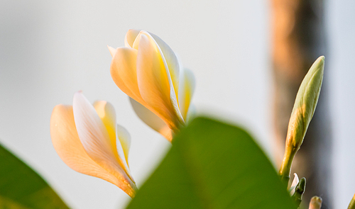 First of all, thank you to my friend. “ zhang cang ” I don't know what it's called a flower. This shot, the main purpose is to explore the flower close-up time depth control, a little harvest. In addition, this set of shots was taken after 18: 00, and the use of the slanting light. Please enlighten me. Thank you.