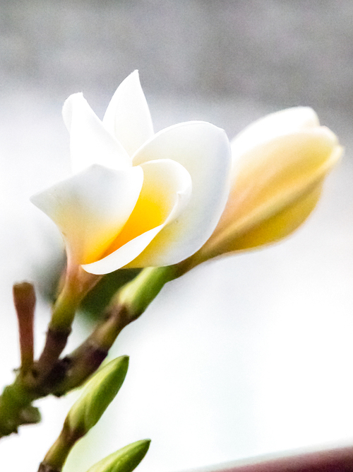 First of all, thank you to my friend. “ zhang cang ” I don't know what it's called a flower. This shot, the main purpose is to explore the flower close-up time depth control, a little harvest. In addition, this set of shots was taken after 18: 00, and the use of the slanting light. Please enlighten me. Thank you.