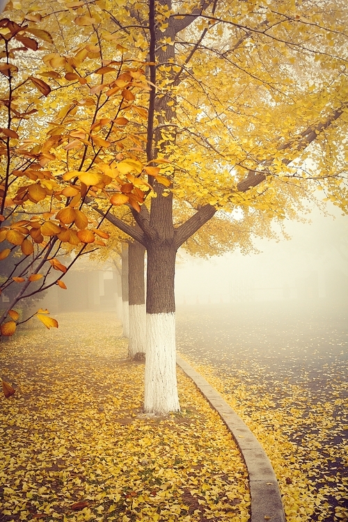 In the Mist,Leaf,tree,It's gold,maple,Nature,season,No one,change,landscape,outdoors,branch,The park,dawn,Comfortable weather,color,rural area,bright,beautiful sceneries