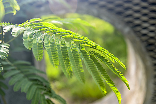 Shoot the flowers and plants against the morning sun. It's beautiful!