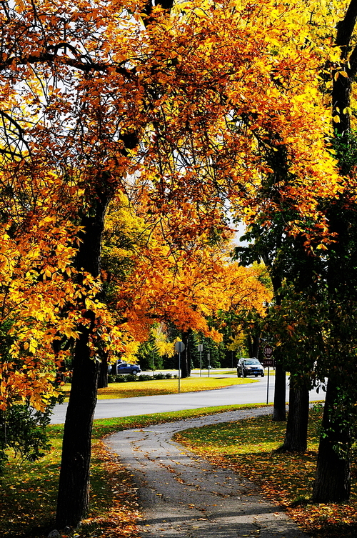 Beauty is the most beautiful autumn scenery. Rub the past into the years, beg do not in the silent memory of forgettable. Exile feelings of the year, fall into the arms of autumn, recall the excitement, wipe out the insipid, root out the alienation. For this reason all to the null and void, to destiny a circle. Go out for a walk, no longer silence, smile to the falling flowers, the light of the li