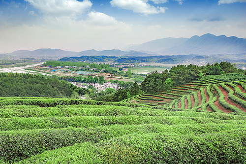 documentary,green,scenery,canon,color,nature,tea garden,climbing ,crop,vineyard,wine,no one,country,rural area,xiaoshan,farmlands,plant,national,the valley,