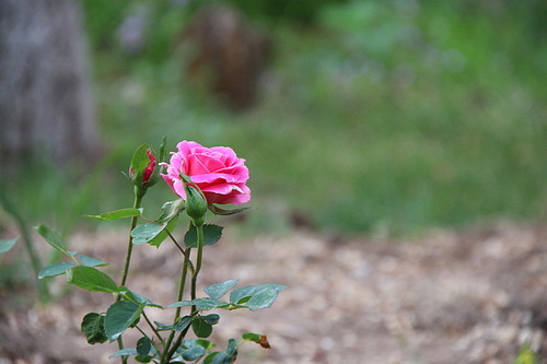 plant,Flower,Leaf,No one,summertime,The garden,outdoors,A rose,grain crops,blossoming,It's a flower,bright,color,lawn,Comfortable weather,petal,The park,The sun,close-up