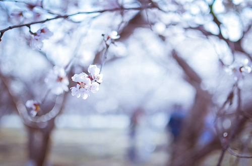 portrait,nikon,xiaoqing,CAPA Feature Feature Feature Feature Feature Feature Feature Feature Feature in November-December 2014,Nature,Flower,Snowy,freedom degree,season,No one,Apples,plant,outdoors,The park,motoshi,The garden,frost,color,Leaf,close-up