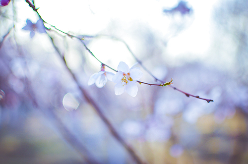 portrait,nikon,xiaoqing,capa feature feature feature feature feature feature feature feature feature in november-december 2014,tree,branch,nature,no one,winter,leaf,outdoors,the garden,focus,comfortable weather,grain crops,color,cherry wood,snowy,delicate,summertime