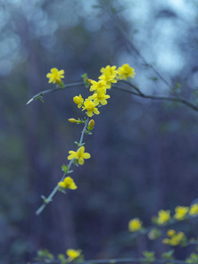 Of course,flower,chongqing,nikon,spring jasmine,xiaoqing,teng long,grain crops,blossoming,tree,Comfortable weather,season,bright,branch,color,petal,wild,The garden,lawn,Country,