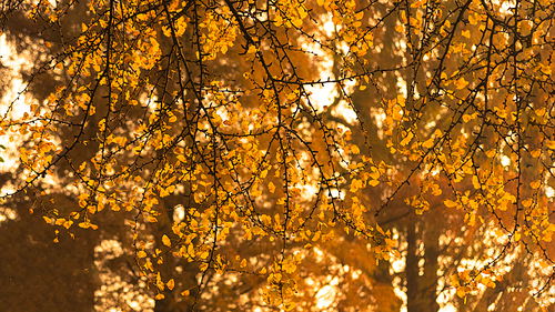 plant,Of course,chongqing,scenery,nikon,color,bright,No one,backstage,branch,Comfortable weather,landscape,change,outdoors,The sun,maple,The park,Sassy,