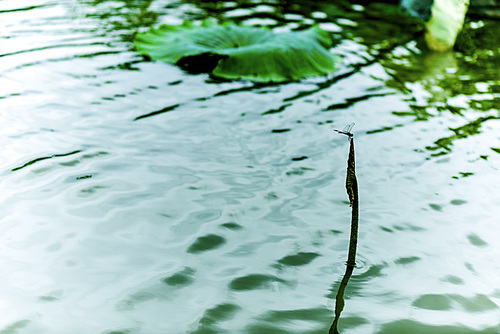 nature,of course,scenery,nikon,leaf,environment,summertime,rain,the water,backstage,purity,outdoors,surface,the river,the pearl,lake,reflex,grain crops