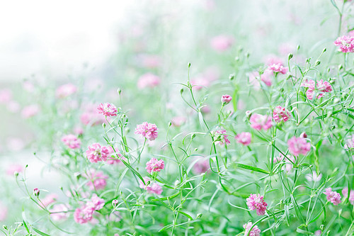 plant,still life,Interesting Topic: A Little League Note,summertime,fen,The garden,It's a flower,blossoming,close-up,The hay place,color,Leaf,lawn,season,grain crops,Comfortable weather,bright,petal,wild,Delightful,