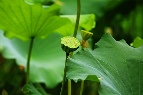 There are no lotus leaves, we can only start small. Early in the morning of August 6, 2017, I went to the lotus pond in the park near my home and took some pictures of lotus flowers. If you don't shoot, the lotuses will fade.