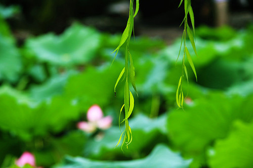 There are no lotus leaves, we can only start small. Early in the morning of August 6, 2017, I went to the lotus pond in the park near my home and took some pictures of lotus flowers. If you don't shoot, the lotuses will fade.