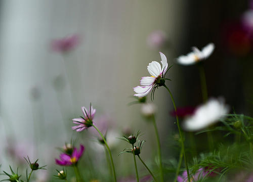 sketch,still life,color,flower photography,No one,Comfortable weather,plant,Leaf,The sun,grain crops,The garden,fen,Country,freedom degree,bright,outdoors,motoshi,wild,chamomile,The hay place,