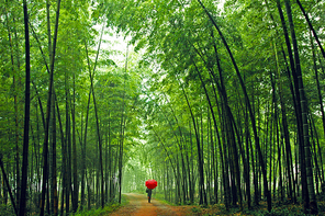 Life.,Of course.,You're in charge of the bug cover.,Sassy.,Nature.,tree,dawn,landscape,guidebook,Mist.,No one.,Comfortable weather.,The sun.,The park.,path,C. Environment,fog,Daylight.,grain crops,backlight