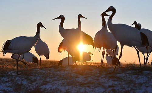 animal,scenery,nikon,color,capture,B.W.W.W.A.C., The Blue Planet.,Photography Category Photography Team, Jing Tung Photography,JD Scene,China Polarization Photography Award,stork,crane,flamingos,heron,migrate,wild,dawn,The neck.,beak,ibis,pond