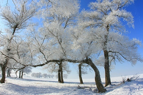 In Jilin Mt. Fog Island, when the fog bank appears, the long river embankment, wearing silver and jade, like a willow tree honeysuckle, pine and cypress. For a moment, the Mist's wonderful poise and charm brought people into a poetic fairyland.