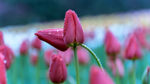 Photo taken by Chongqing Flower Garden on Feb 23, 2017