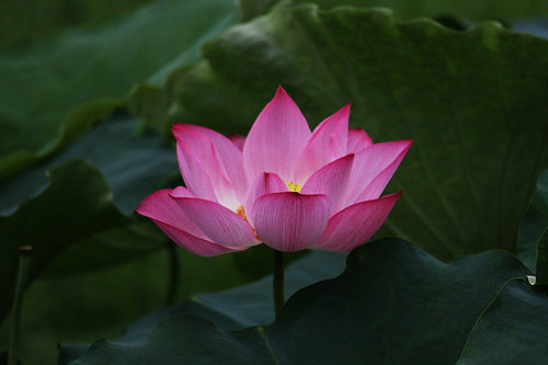 The lotus,canon,construction,jiangxi,plant,blossoming,Nature,lilies,No one,Tropical,The garden,petal,summertime,Aquatic plants,It's a plant,foreign,Swimming,Beautiful,color