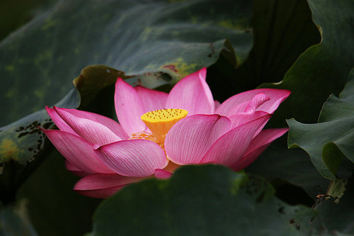 The lotus,canon,construction,jiangxi,pond,lilies,blossoming,Tropical,The garden,Nature,Aquatic plants,foreign,petal,It's a plant,Beautiful,Swimming,No one,close-up,It's a flower.