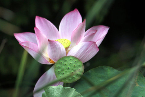 The lotus,canon,construction,jiangxi,The garden,summertime,blossoming,petal,No one,Beautiful,Tropical,color,lilies,lotus flower,close-up,It's a flower,foreign,It's a plant,The park,casing