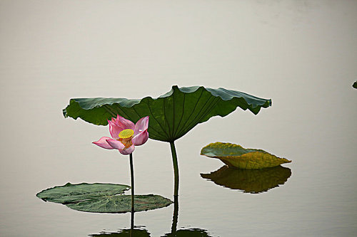 flower,The lotus,canon,lotus leaf,capture,Tropical,waters,foreign,plant,pond,lilies,lake,summertime,Beautiful,Swimming,color,outdoors,blossoming,The garden,Daylight.