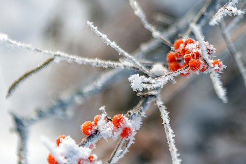 humanities,dam,documentary,scenery,travel,the city,color,capture,street racket,outdoors,it's christmas,nature,season,stab,the garden,close-up,berry,frozen.