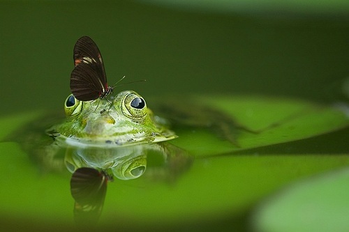 animal,plant,documentary,Of course,The lotus,Butterfly,capture,river,A frog,water pond,close-up,summertime,Insect,ecology,The garden,Biology,Tropical,lawn,amphibian