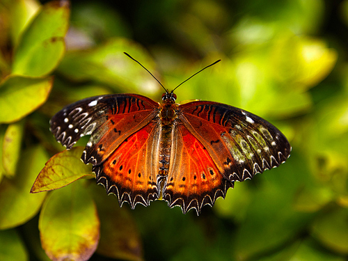 yunnan,animal,Travel,canon,color,butterfly fountain,vertebrate without vertebrae,outdoors,The garden,The wings,Leaf,Biology,Flies,Beautiful,bright,plant,antennal angle,backstage