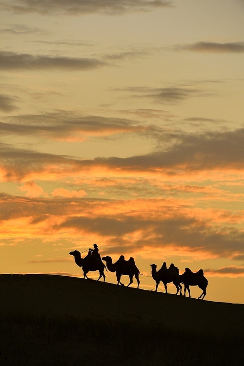 documentary.,scenery.,backlight.,dawn.,No one..,At night..,Mammals..,The sky..,landscape.,twilight.,The sun..,outdoors.,Travel..,light.,Daylight..,armoured personnel.,silhouette.,The desert..,camels.,Take your seat.