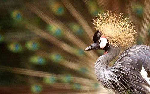 animal,Of course.,canon,color,composition,poultry,Nature.,The zoo.,outdoors,portraits,motoshi,bright,one,beak,tail,Dancing.,exhibition,Tropical.